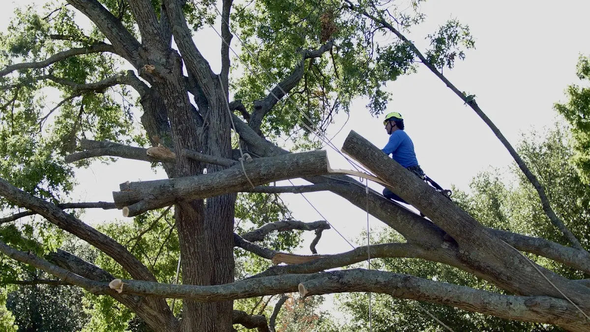 Professional Crown Thinning performed by certified arborists in Pelican Lake