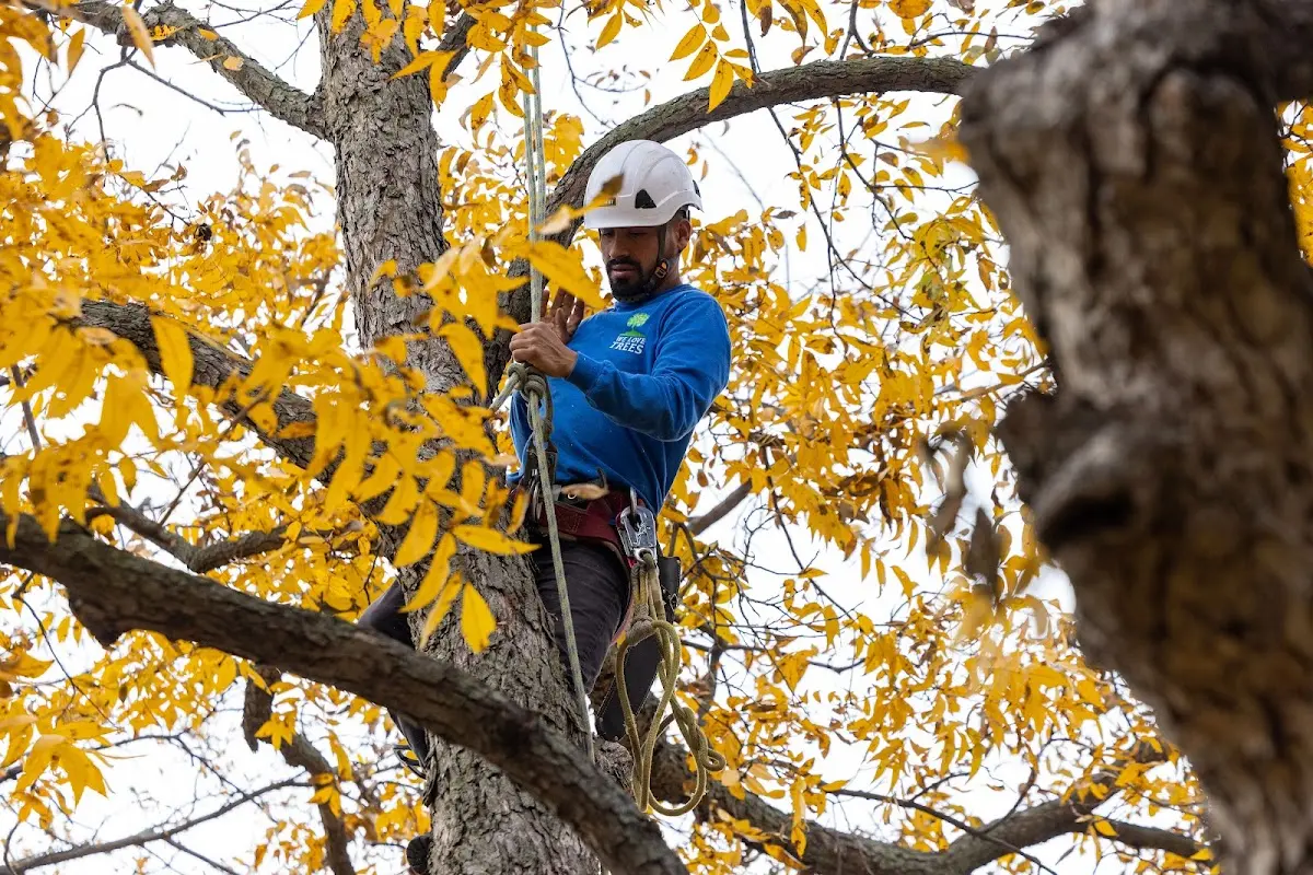 Skilled Tree Pruning crew working in Pelican Lake