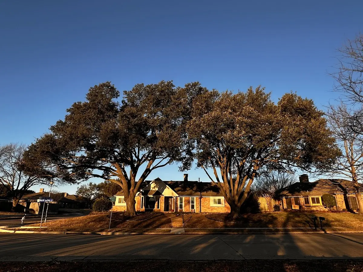 Established residential canopy tree shading a home in Pelican Lake
